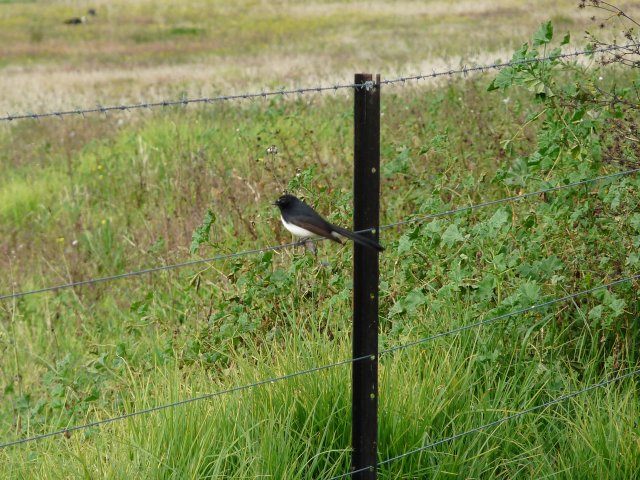 Willy wagtail, Camden